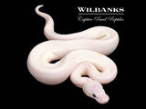 Banana Super Fire Ball Python ♂ '26