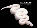Banana Super Fire Ball Python ♂ '26