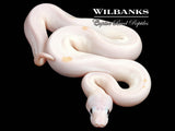 Super Fire Ball Python ♀ '26