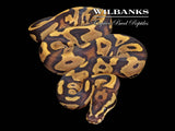 Fire Leopard 100% Het. VPI Axanthic Ball Python ♀ '26