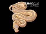 Banana Blackhead Mojave Leopard 100% Het. Pied (Female Maker) Ball Python ♂ '26