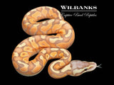 Banana Enchi Pewter Ball Python ♂ '26