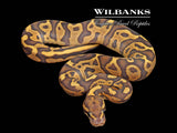 Fire Leopard Orange Crush Ball Python ♂ '26