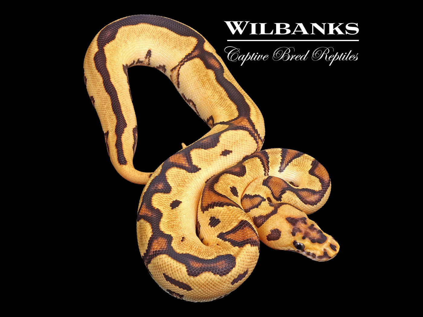 Orange Dream Fire Clown Ball Python ♀ '25
