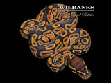 Normal Ball Python ♂ '26