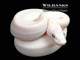 Blue Eyed Leucistic (Mojave Butter) Ball Python ♀ '26