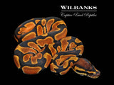 Orange Dream 100% Het. Hypo Ball Python ♂ '26