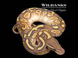 Orange Crush Butter Yellow Belly Ball Python ♂ '26
