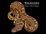 Orange Crush Yellow Belly Ball Python ♂ '26