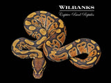 Orange Crush Ball Python ♂ '26