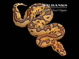 Fire Clown Ball Python ♂ '26