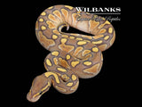 Orange Crush Butter Ball Python ♂ '26