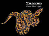 Spotnose Clown Ball Python ♂ '26