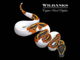 Yellow Belly Pied Ball Python ♂ '26