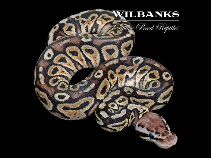 Pewter 100% Het Clown Ball Python ♀ '26