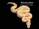 Banana Fire Ball Python ♂ '26
