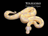 Banana Fire Ball Python ♂ '26