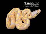 Banana Fire Ball Python ♂ '26