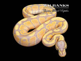Banana 100% Het. Pied Ball Python ♂ '26