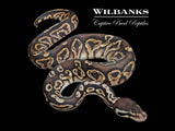 Black Pewter 100% Het. Desert Ghost Ball Python ♂ '26