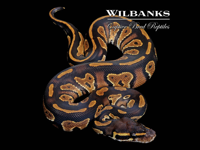 Blackhead 100% Het. Pied Ball Python ♂ '26