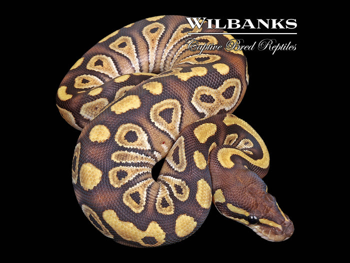 Mojave Ball Python ♂ '26