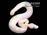 Banana Super Fire Ball Python ♂ '26