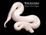 Super Fire Ball Python ♀ '26