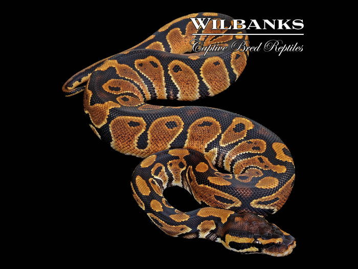 100% Het. Piebald Ball Python ♀ '26