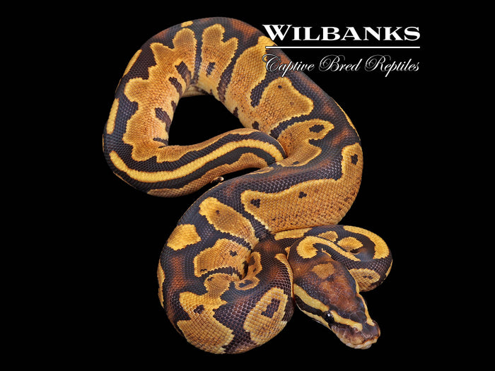 Fire 100% Het. Pied Ball Python ♀ '26