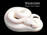 Banana Blue Eyed Leucistic (Mojave Butter) Ball Python ♂ '26