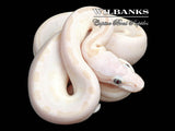 White Diamond Blue Eyed Leucistic (Super Russo) Ball Python ♀ '26