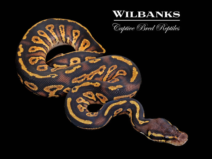 Pastel Blackhead 100% Het. Pied Ball Python ♀ '26