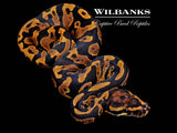 Acid Ball Python ♂ '26