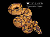 Super Enchi Yellow Belly Ball Python ♂ '26