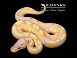 Banana 100% Het. Pied Ball Python ♂ '26