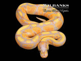 Banana Ball Python ♂ '26