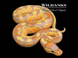 Banana 100% Het. Clown Ball Python ♂ '26