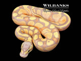 Banana Pastel Ball Python ♀ '26