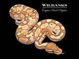Banana Butter Ball Python ♂ '26