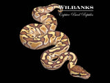 Butter Ball Python ♀ '26