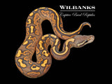 Orange Crush Black Fire Yellow Belly Ball Python ♂ '26