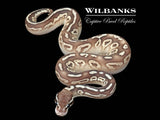 Black Pewter Butter Granite Ball Python ♂ '26