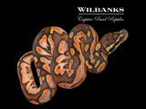 Enchi Sugar Huffman Ball Python ♂ '26