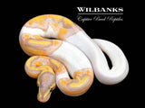 Banana Pied Ball Python ♂ '26