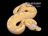 Banana Enchi 100% Het. Pied Ball Python ♀ '26