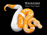 Dreamsicle Lavender Pied Ball Python ♀ '26