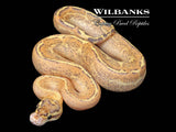 Puma 100% Het. Clown Ball Python ♂ '26