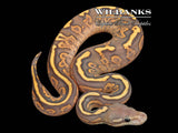 Orange Crush Black Fire Yellow Belly Ball Python ♀ '26