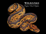 Clown Ball Python ♀ '26